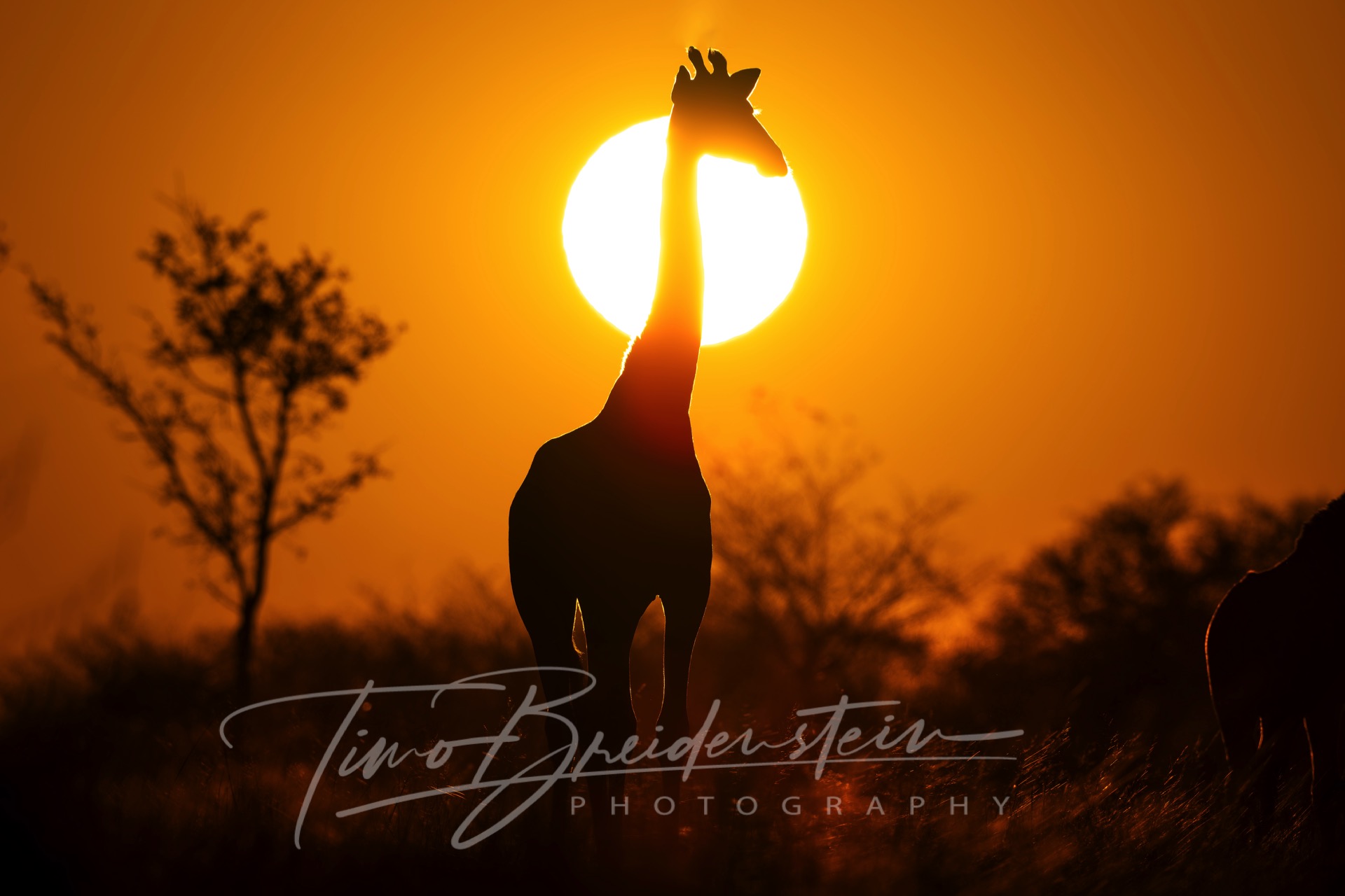 20250625 822A9290 Kopie